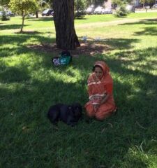 Real dogs distributing books